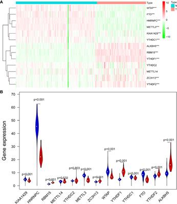 Development and Validation of an m6A RNA Methylation Regulators-Based Signature for Predicting the Prognosis of Adrenocortical Carcinoma